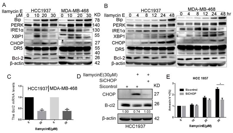 Int J Biol Sci Image