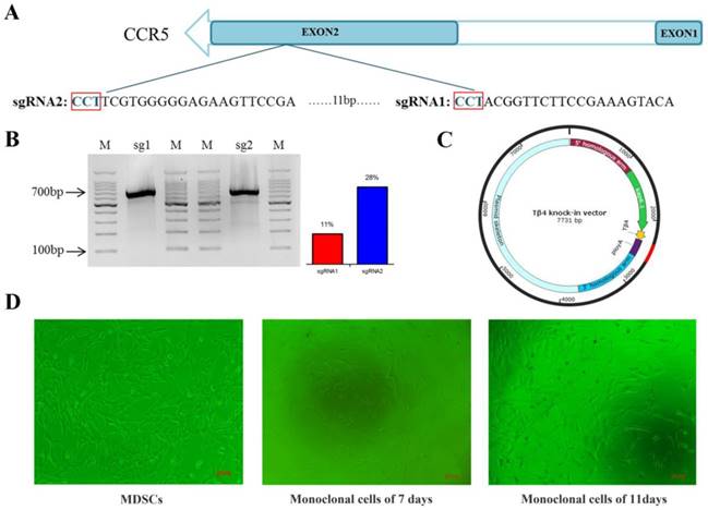 Int J Biol Sci Image