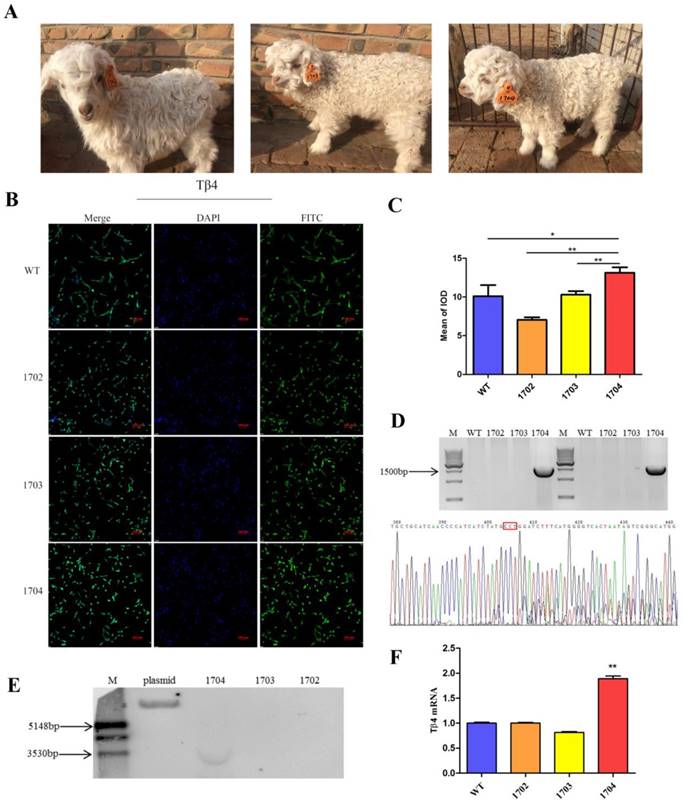 Int J Biol Sci Image