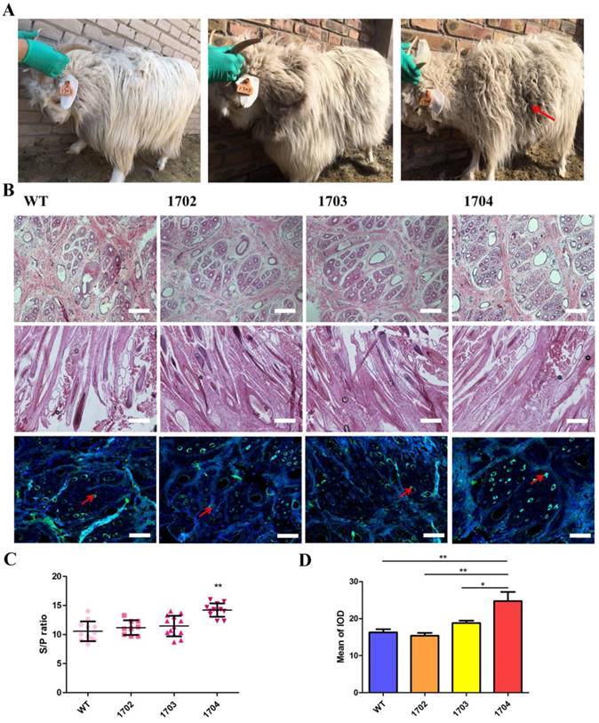 Int J Biol Sci Image