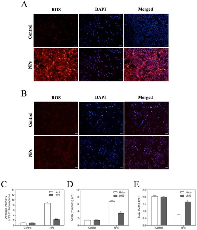 Int J Biol Sci Image