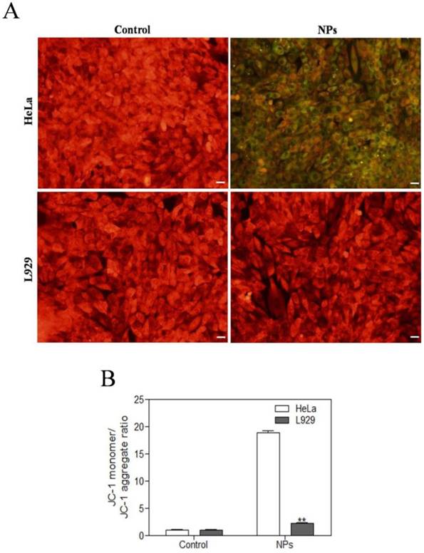 Int J Biol Sci Image