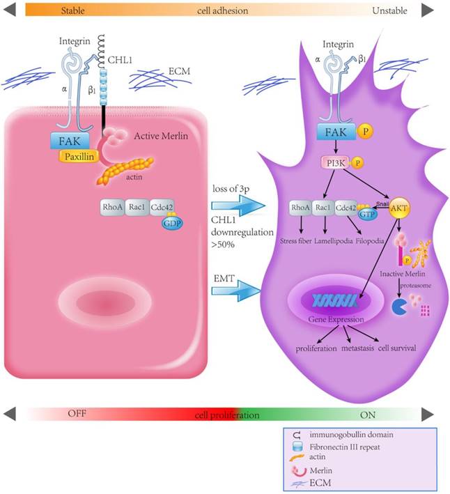 Int J Biol Sci Image