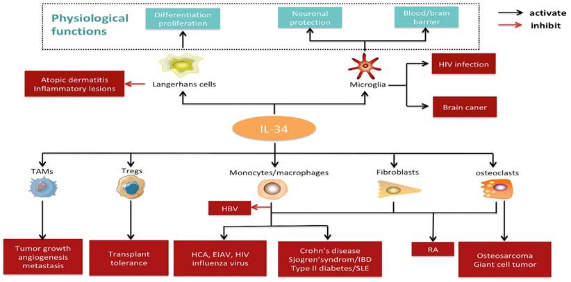 Int J Biol Sci Image