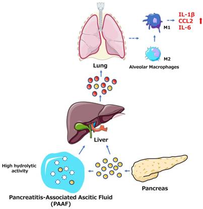 Int J Biol Sci Image
