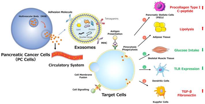 Int J Biol Sci Image