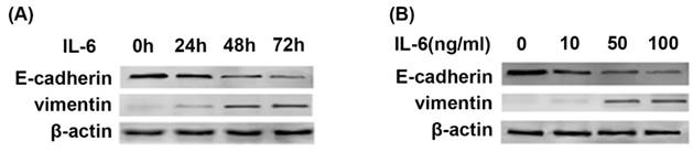 Int J Biol Sci Image