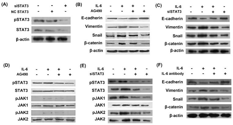 Int J Biol Sci Image