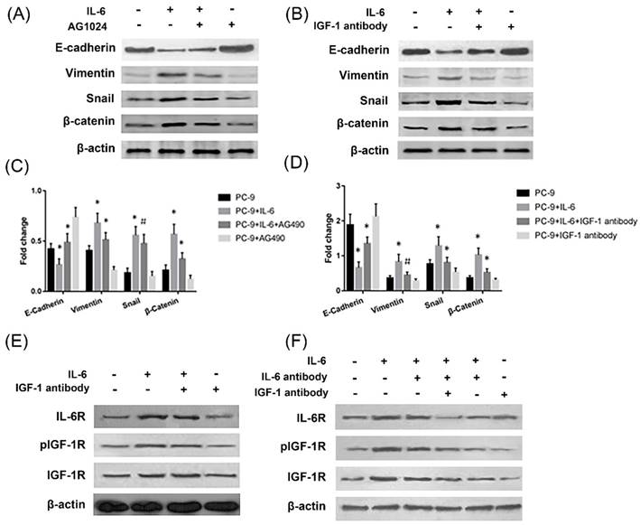 Int J Biol Sci Image