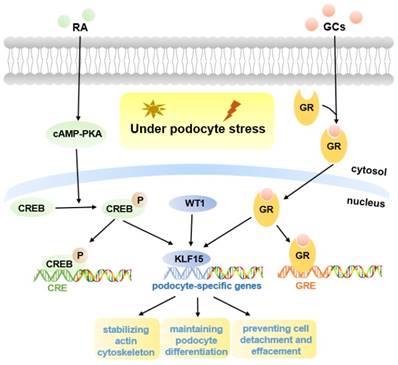 Int J Biol Sci Image