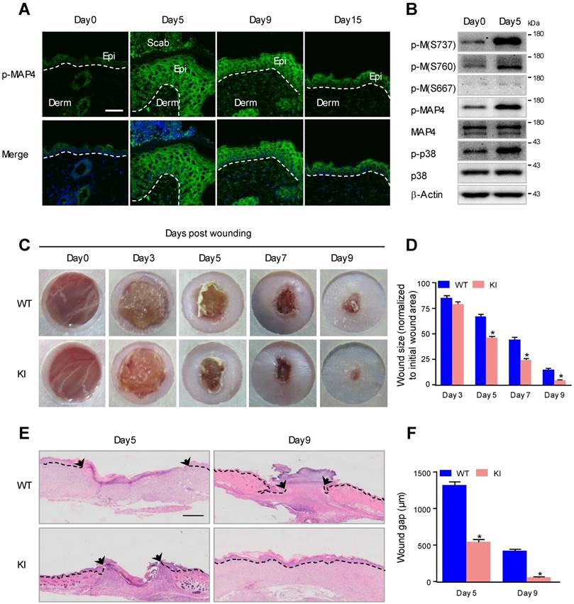 Int J Biol Sci Image