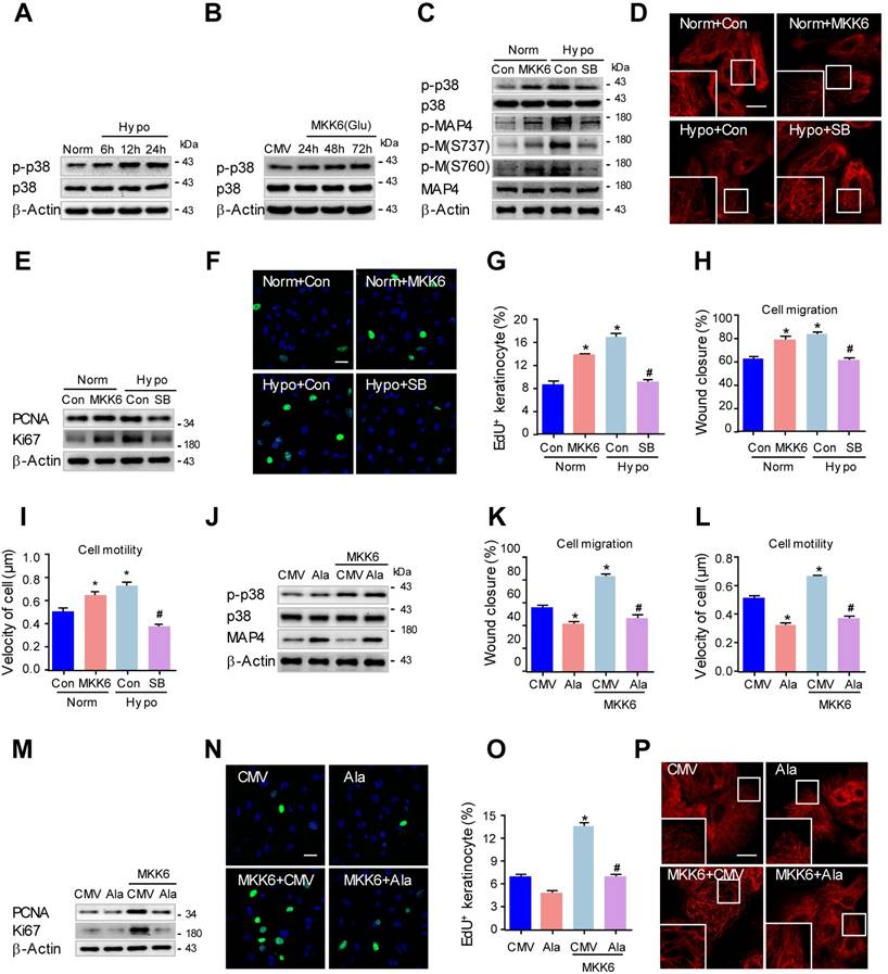 Int J Biol Sci Image