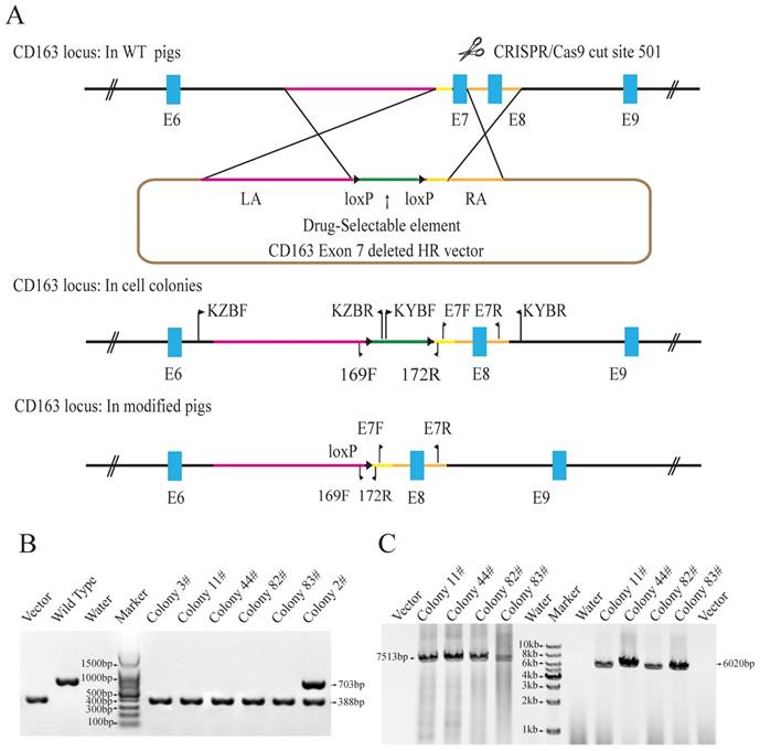 Int J Biol Sci Image