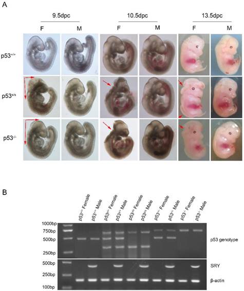 Int J Biol Sci Image