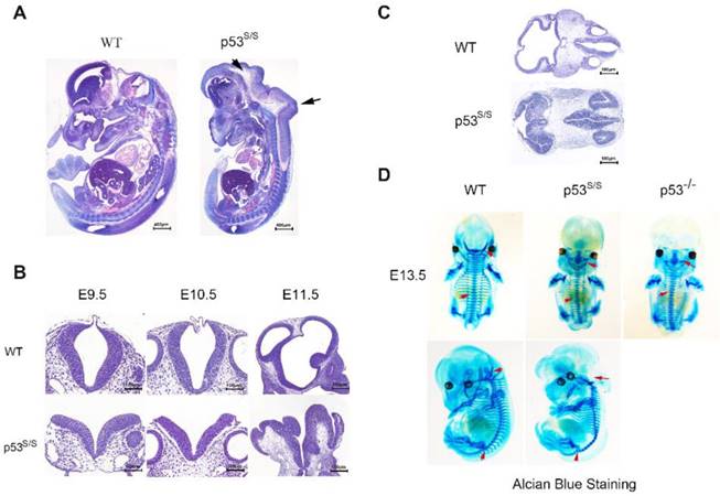 Int J Biol Sci Image