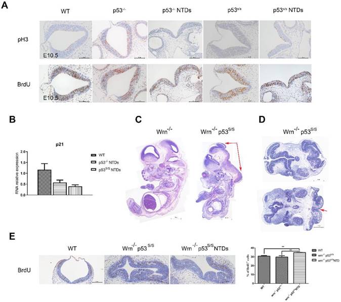 Int J Biol Sci Image