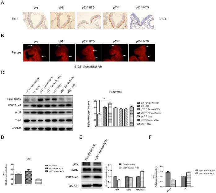 Int J Biol Sci Image