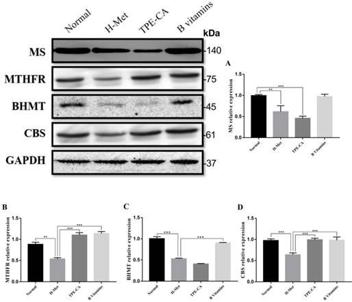 Int J Biol Sci Image