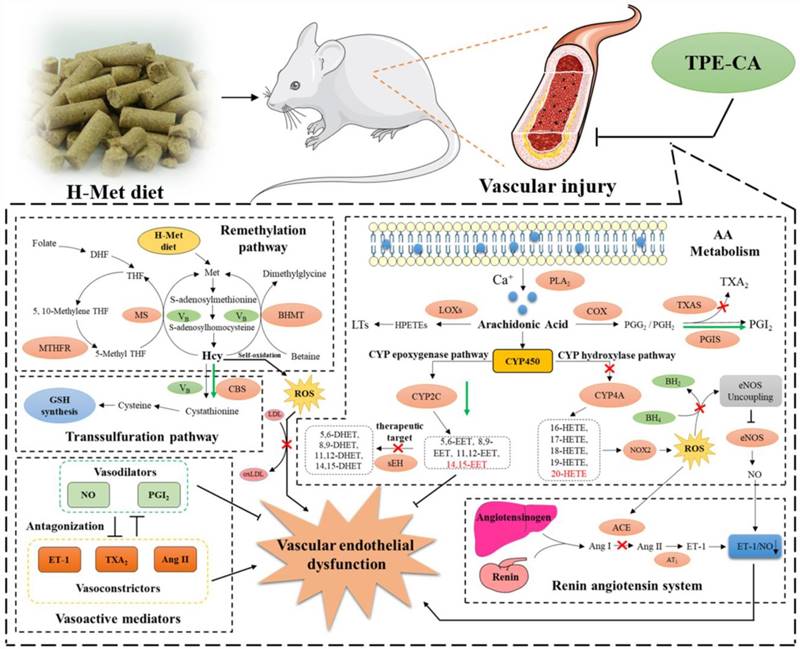 Int J Biol Sci Image