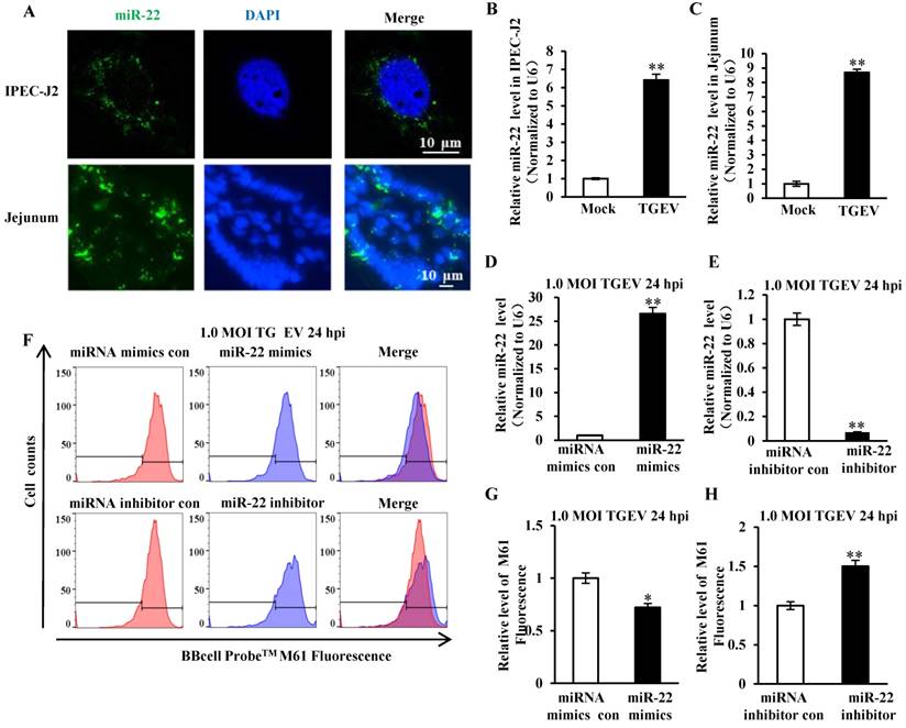 Int J Biol Sci Image