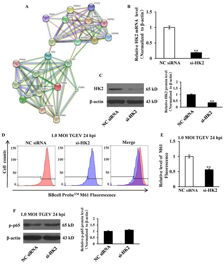 Int J Biol Sci Image