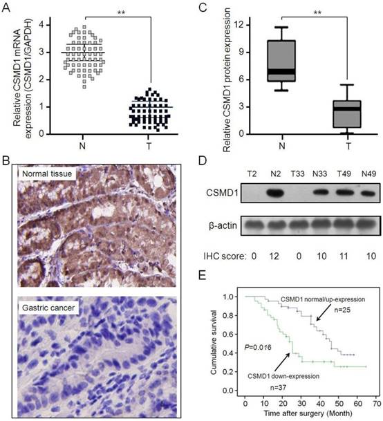 Int J Biol Sci Image