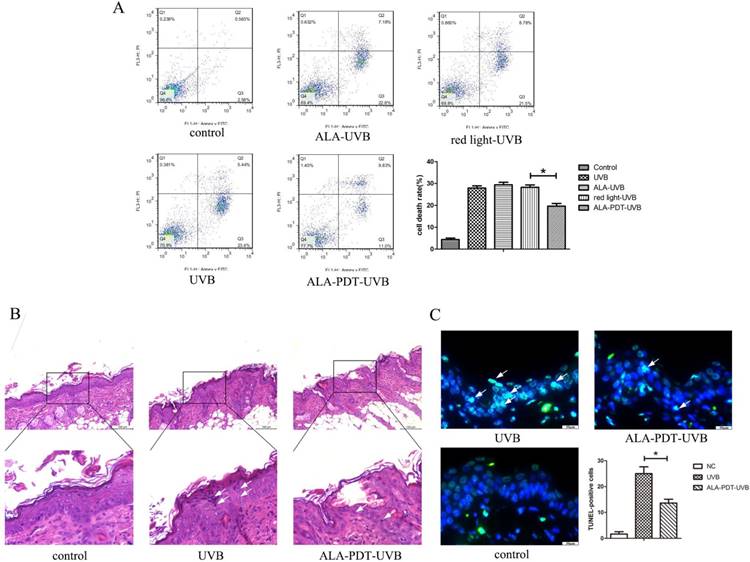 Int J Biol Sci Image