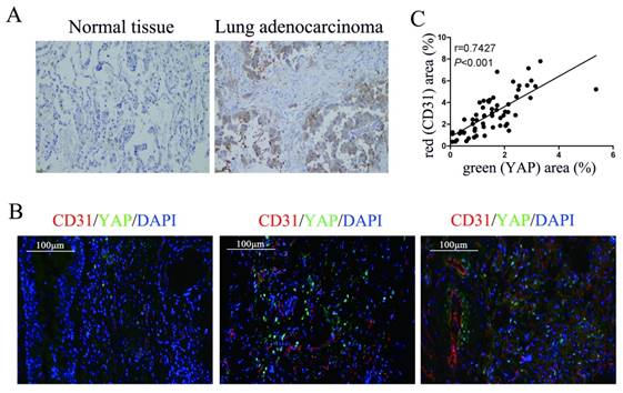 Int J Biol Sci Image