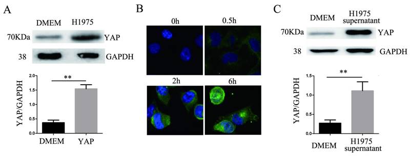 Int J Biol Sci Image