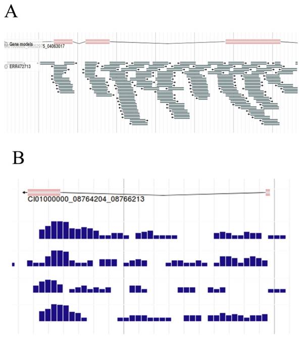 Int J Biol Sci Image