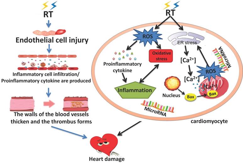 Int J Biol Sci Image