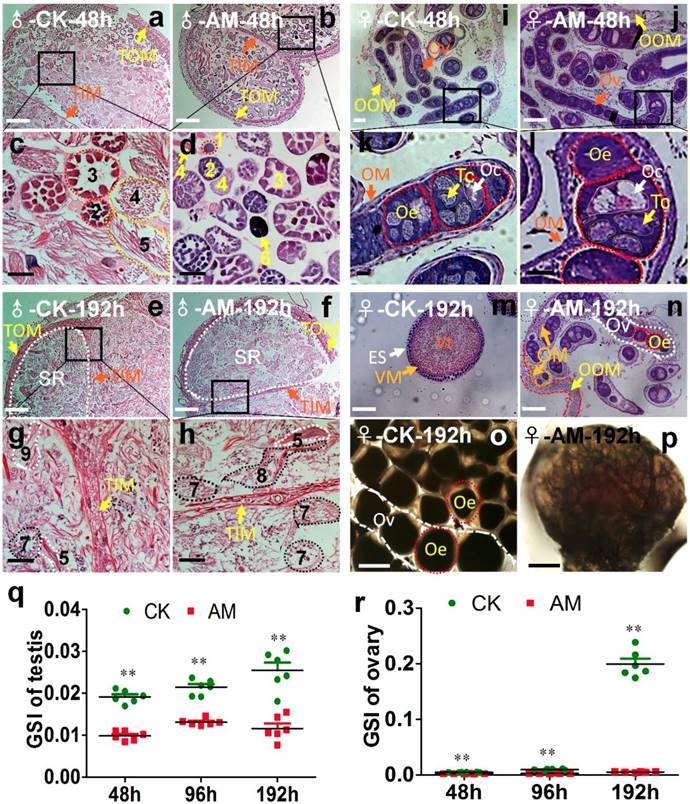 Int J Biol Sci Image