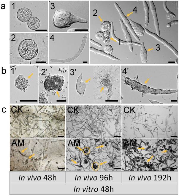 Int J Biol Sci Image