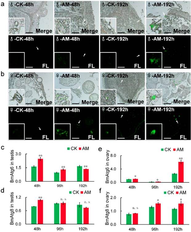 Int J Biol Sci Image