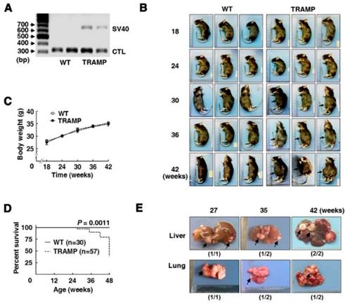 Int J Biol Sci Image