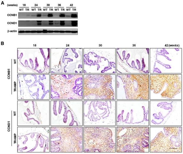 Int J Biol Sci Image