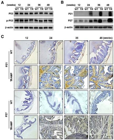 Int J Biol Sci Image