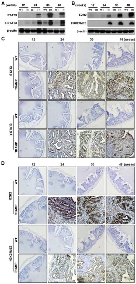 Int J Biol Sci Image