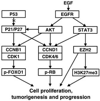 Int J Biol Sci Image