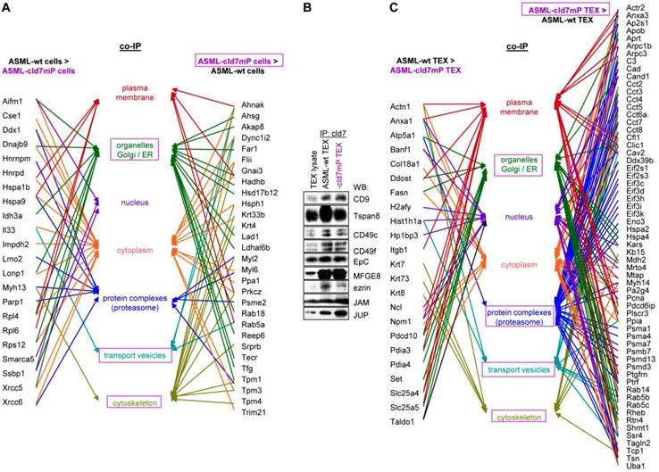 Int J Biol Sci Image