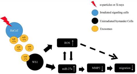 Int J Biol Sci Image