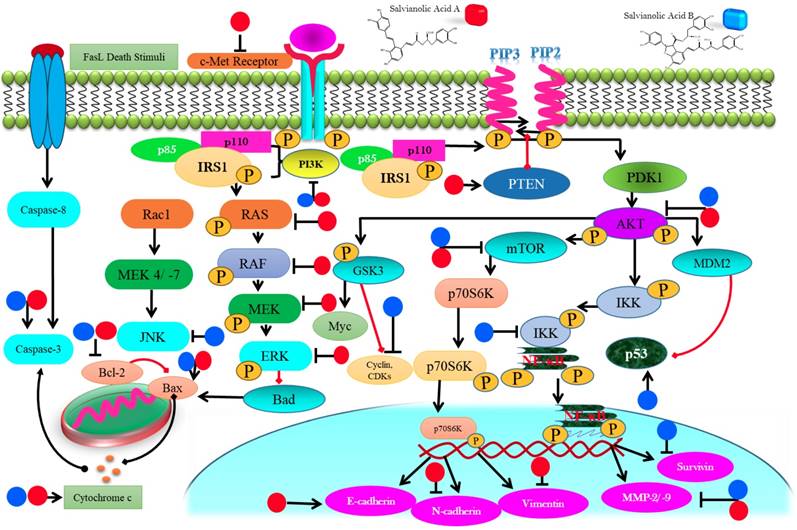 Int J Biol Sci Image