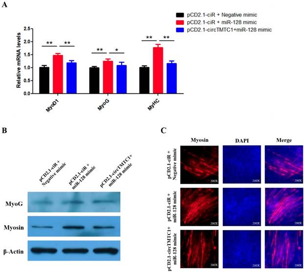 Int J Biol Sci Image