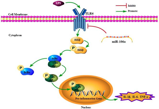 Int J Biol Sci Image