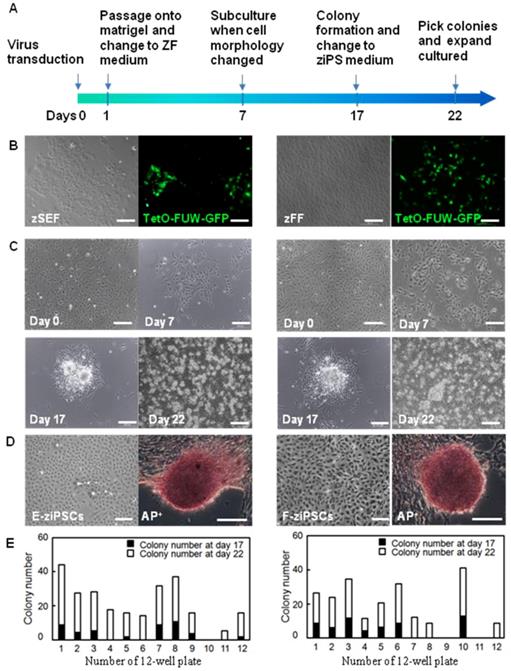 Int J Biol Sci Image