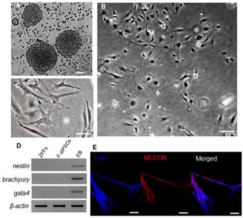 Int J Biol Sci Image