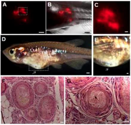 Int J Biol Sci Image