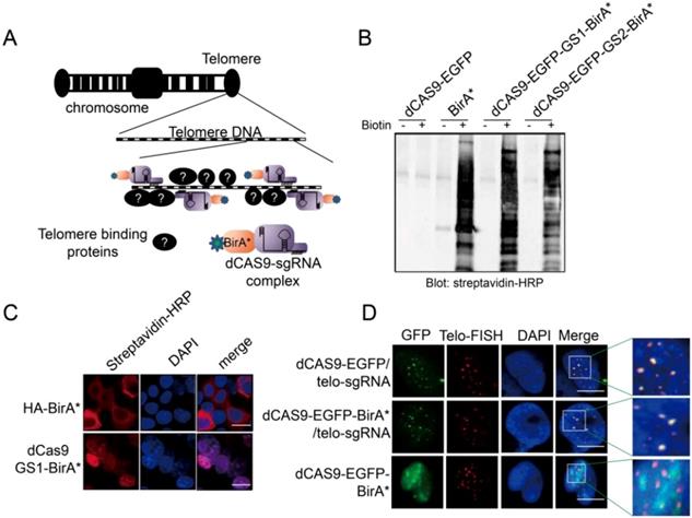 Int J Biol Sci Image