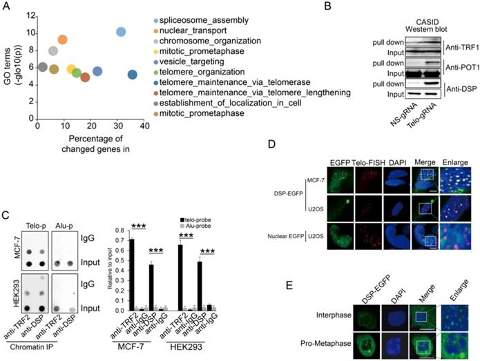 Int J Biol Sci Image