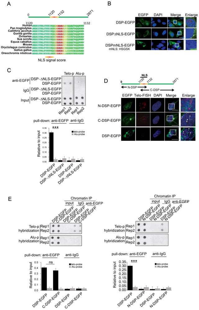 Int J Biol Sci Image